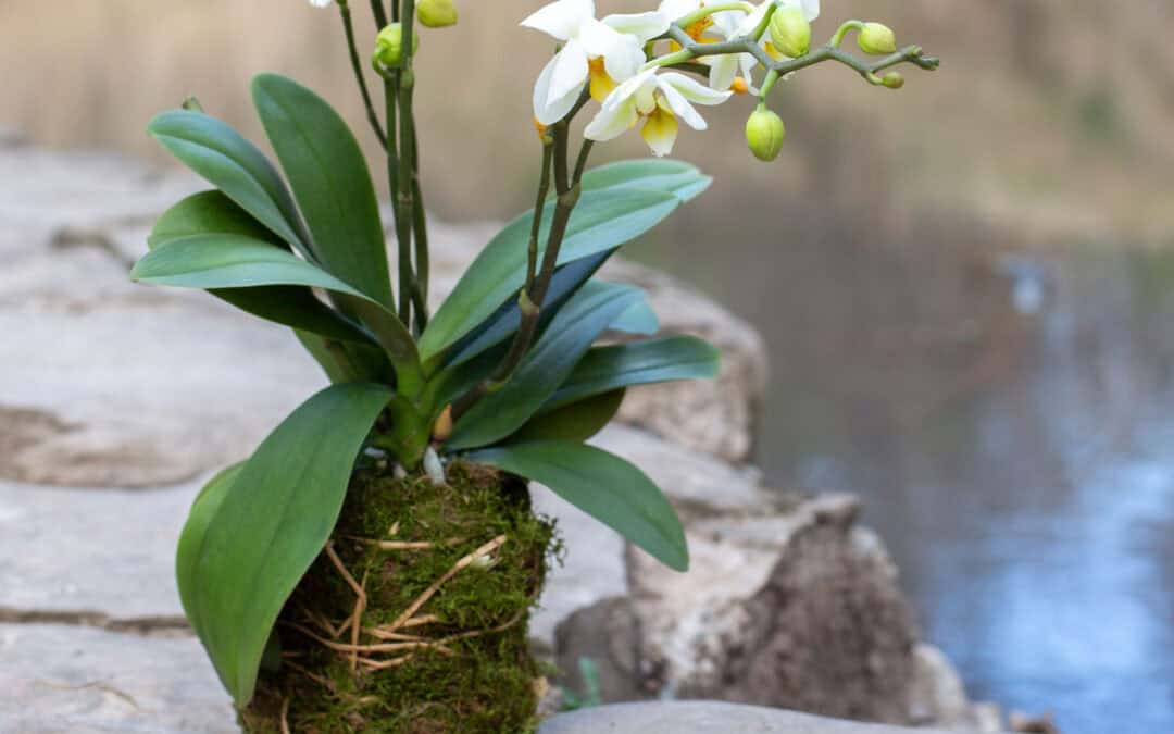 KOKEDAMA & DESIGN 